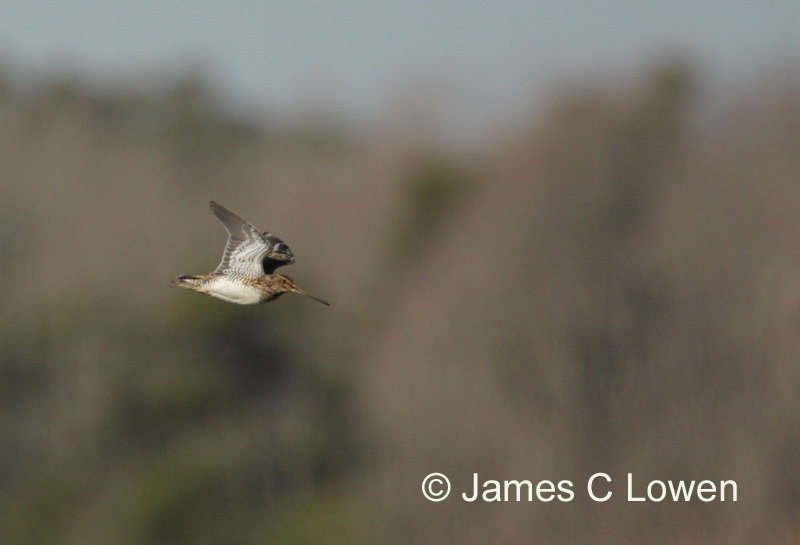 South American Snipe