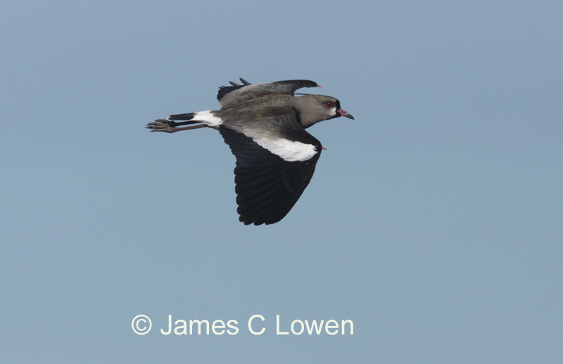 Southern Lapwing