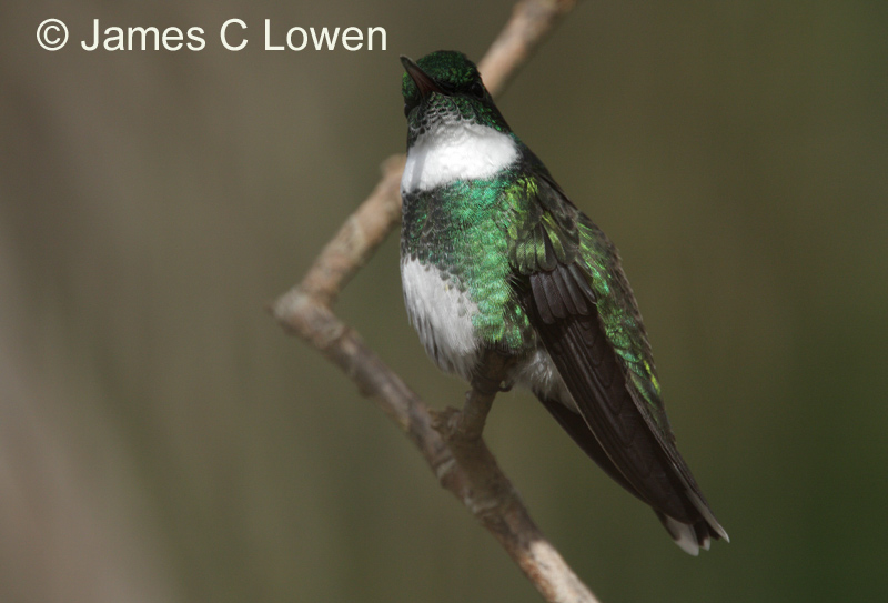 White-throated Hummingbird