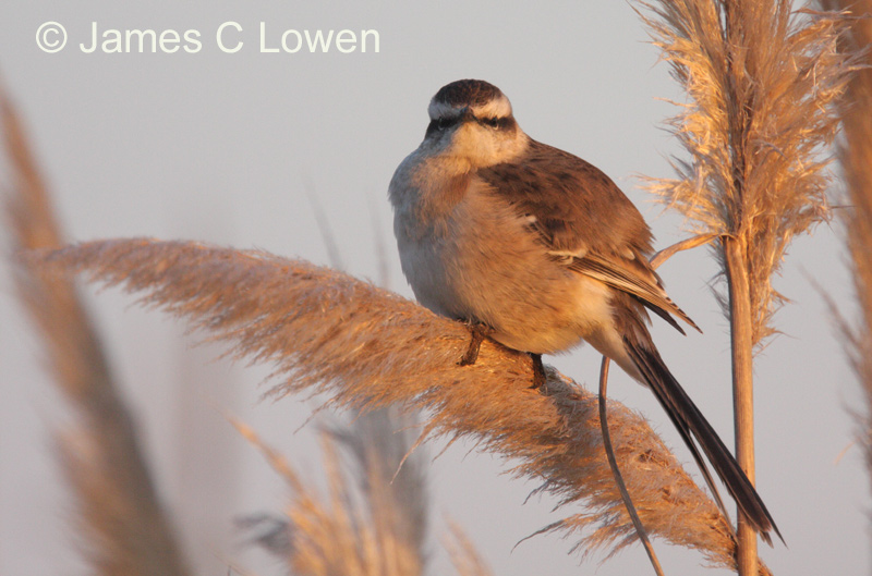 Chalk-browed Mockingbird