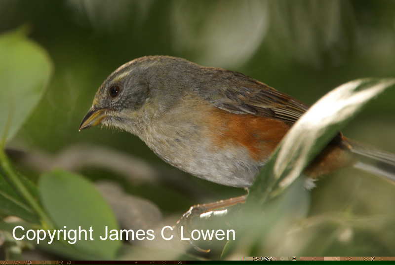 Grey-throated Warbling-finch