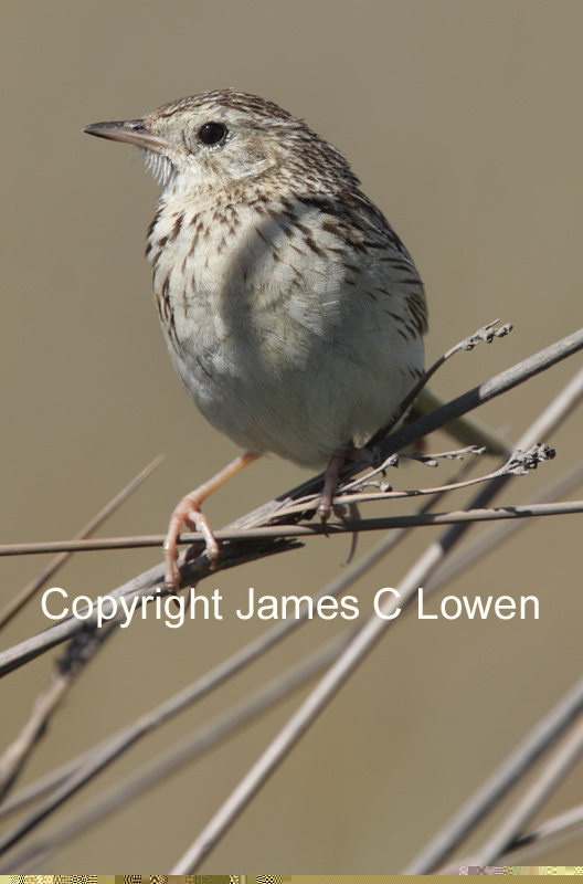 Hellmayrs Pipit
