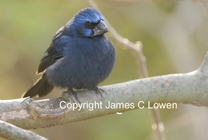 Ultramarine Grosbeak