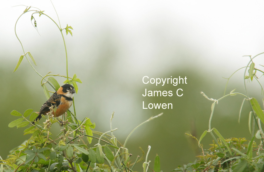 Rusty-collared Seedeater