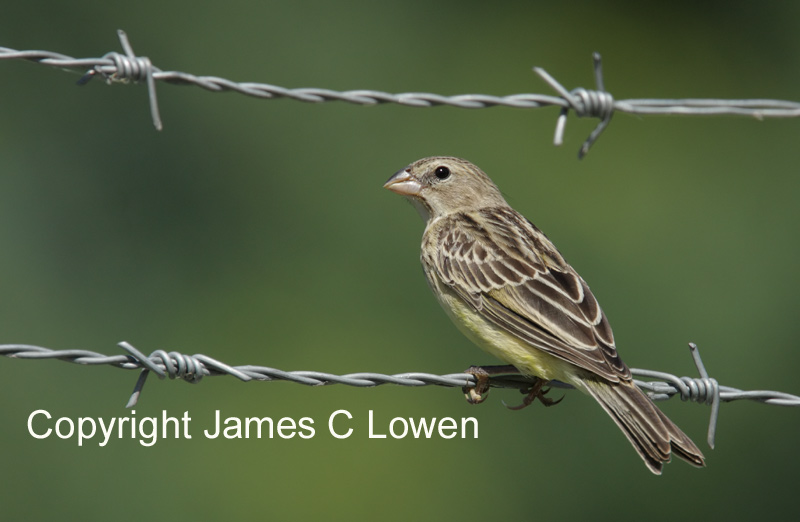 Grassland Yellow-finch