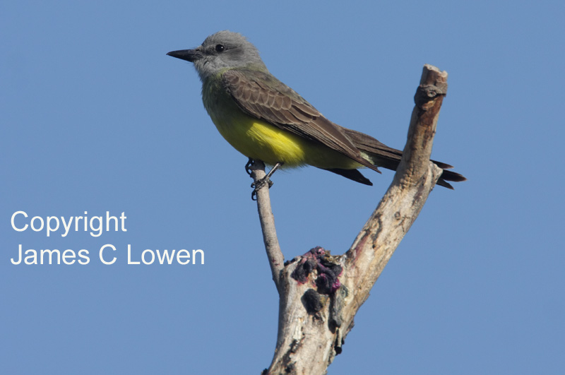 Tropical Kingbird