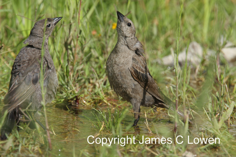 Shiny Cowbird