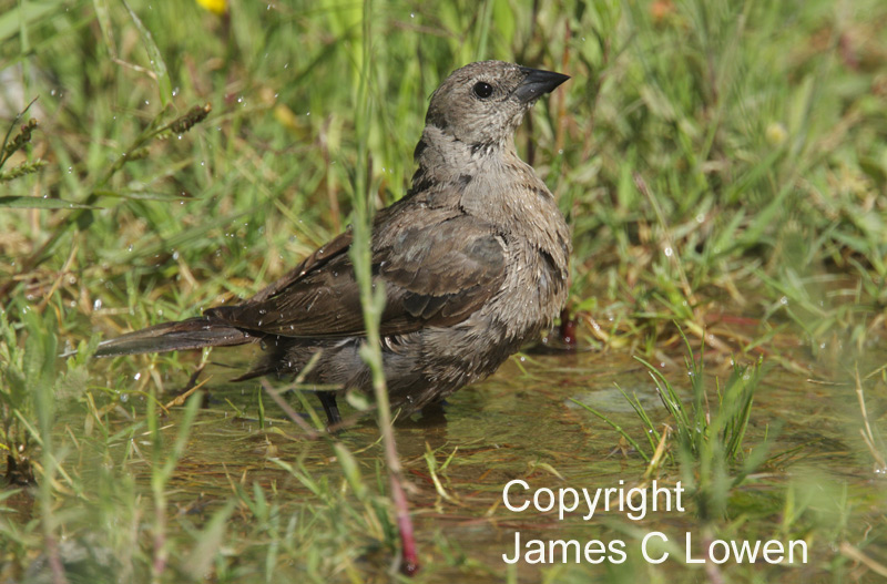 Shiny Cowbird