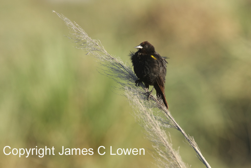 Yellow-winged Blackbird