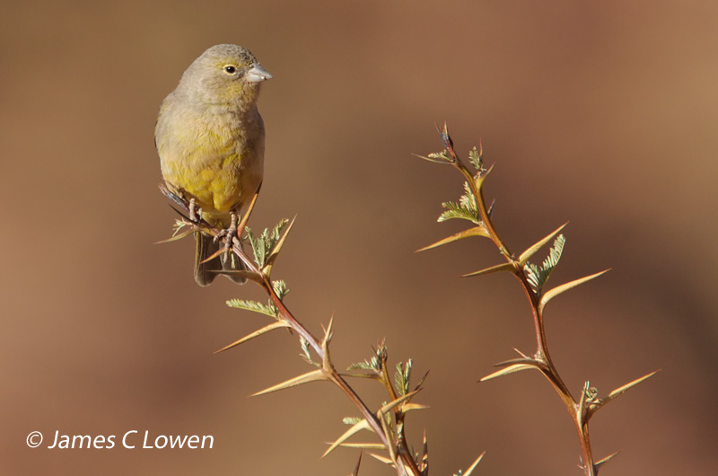 Greenish Yellow-finch