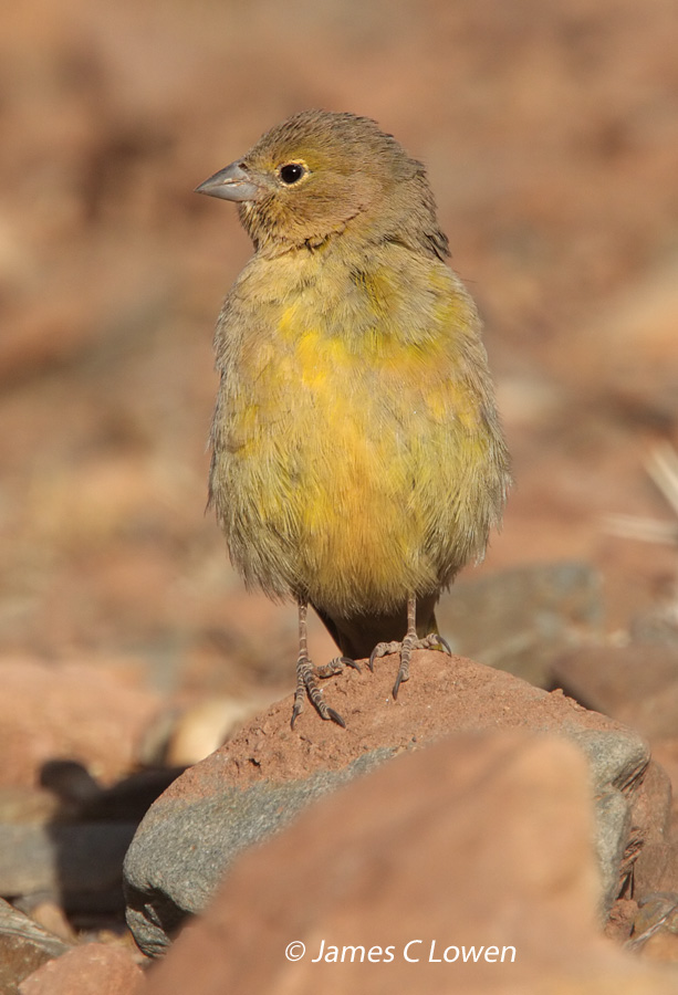 Greenish Yellow-finch