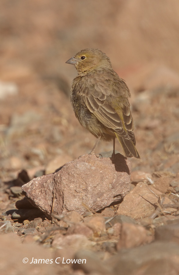 Greenish Yellow-finch