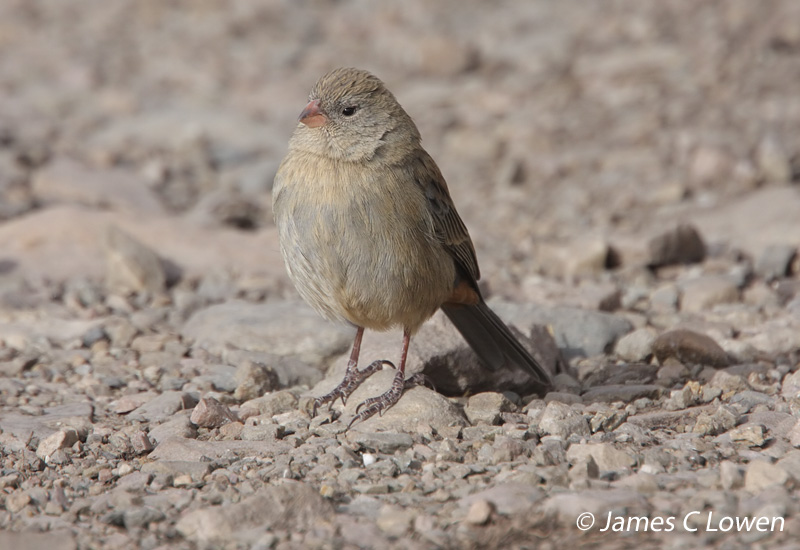 Plain-coloured Seedeater