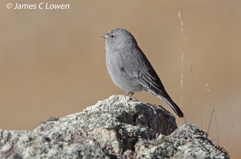 Plumbeous Sierra-finch