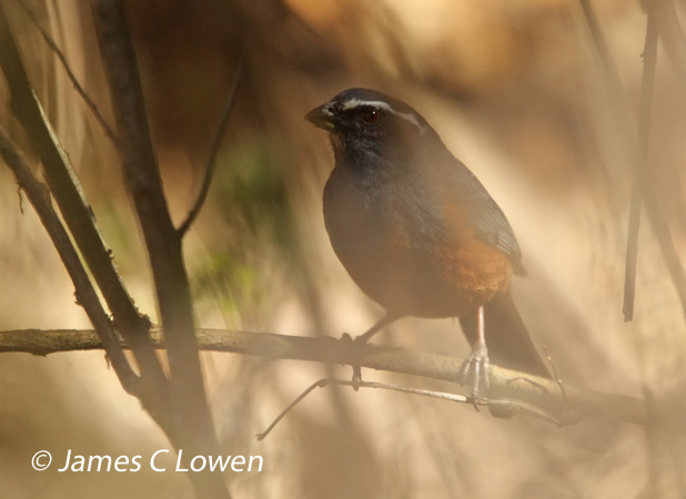 Rufous-bellied Saltator