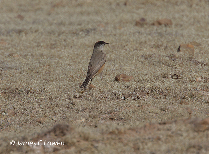 Cinnamon-bellied Ground-tyrant
