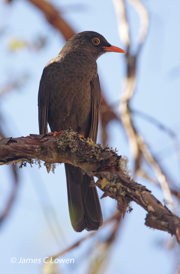 Chiguanco Thrush