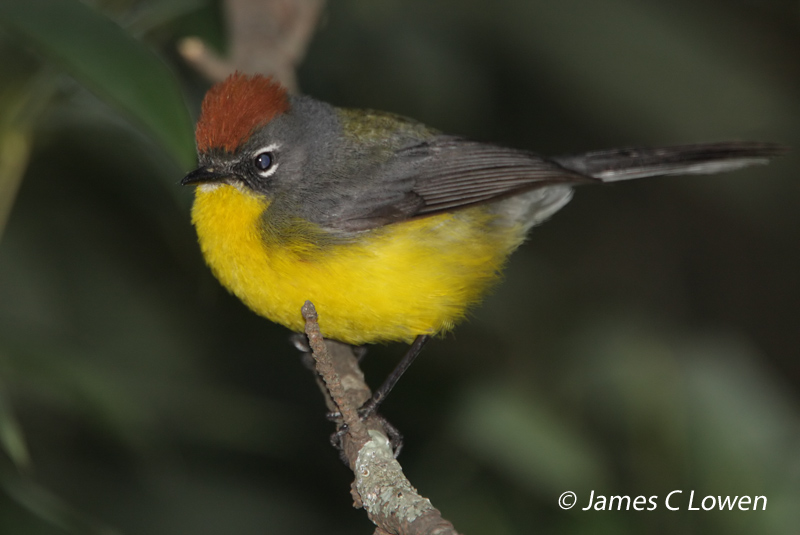 Brown-capped Redstart