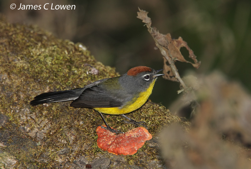 Brown-capped Redstart