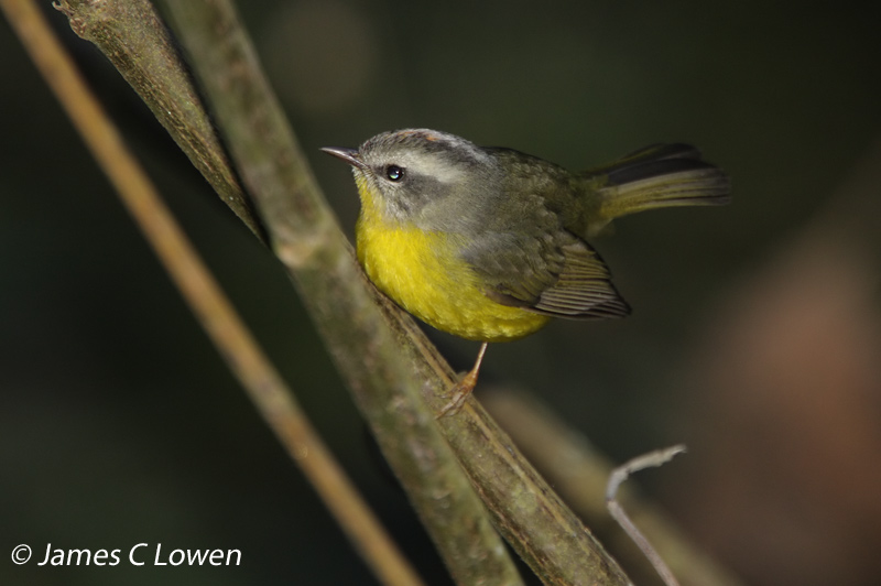 Golden-crowned Warbler