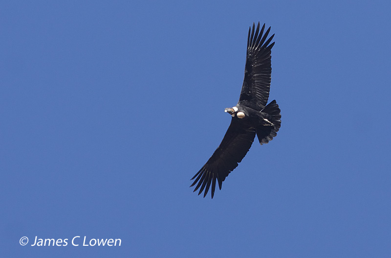 Vultures and Condor