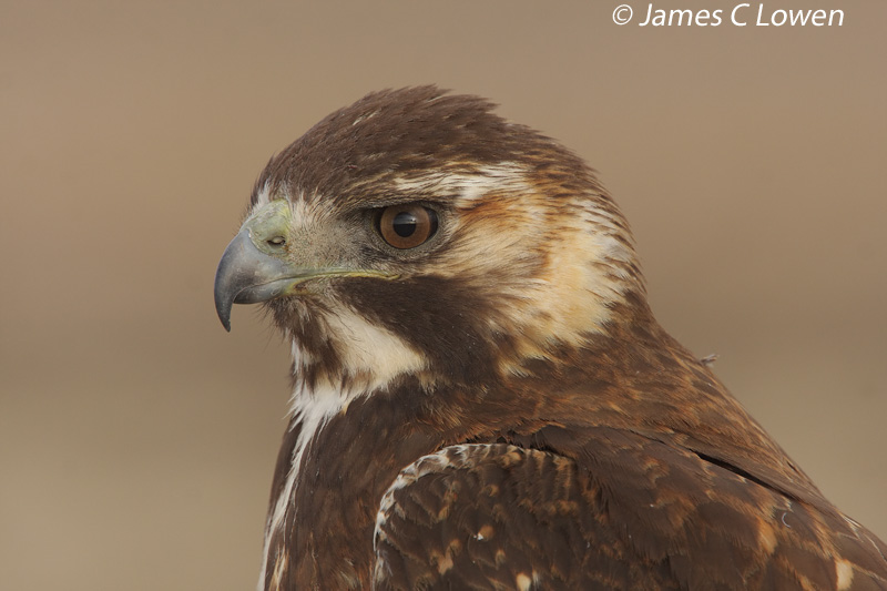 Hawks and eagles
