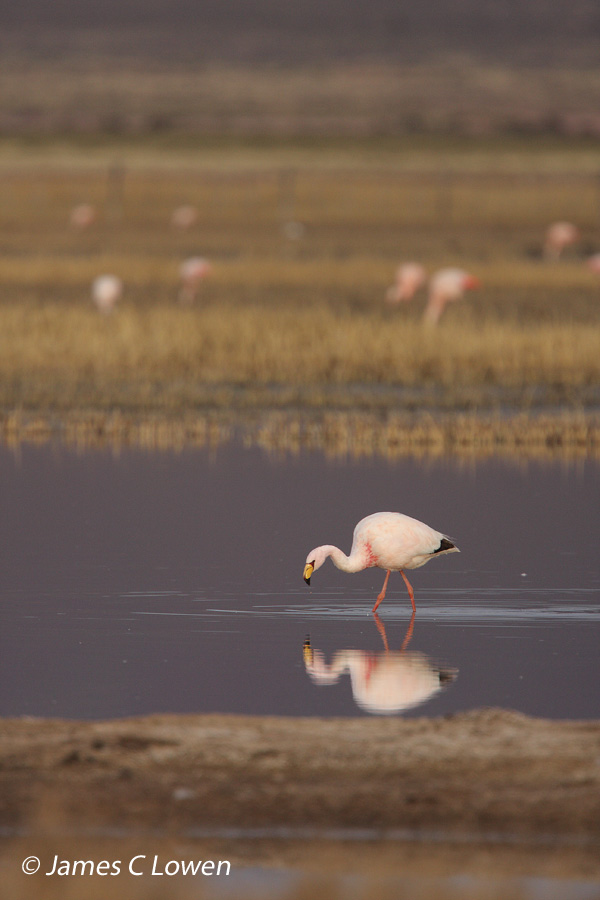 Puna Flamingo