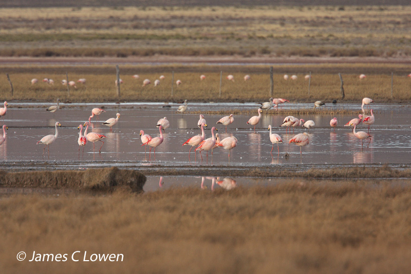 Flamingoes and cormorants