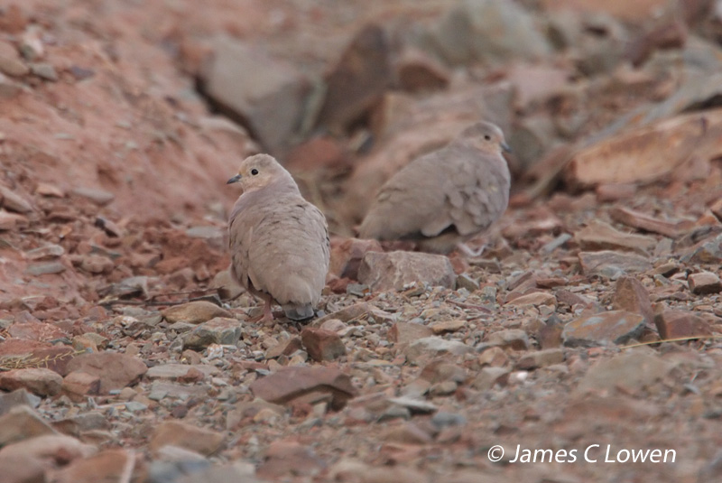 Golden-spotted Ground-dove