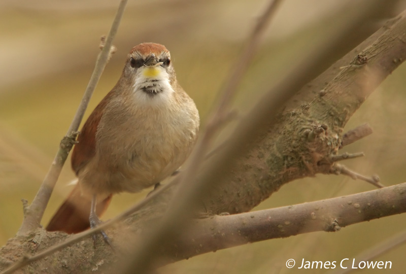 Yellow-chinned Spinetail