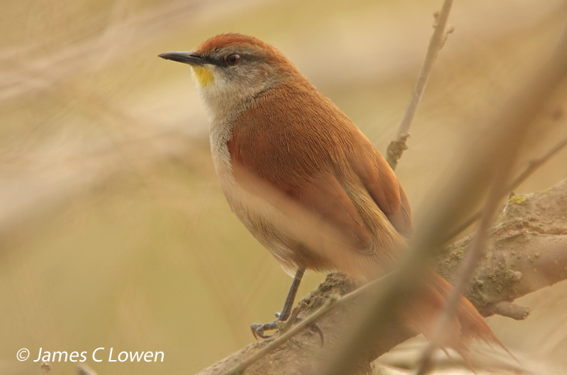 Yellow-chinned Spinetail