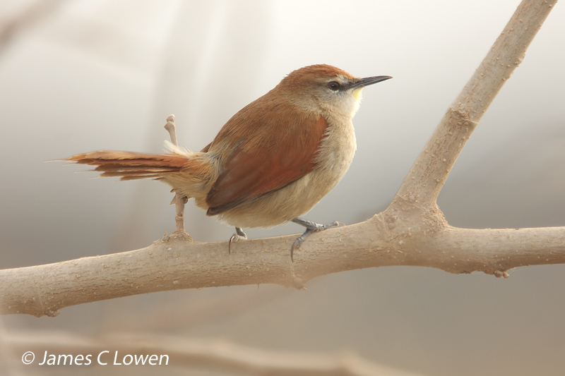Yellow-chinned Spinetail