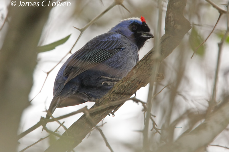 Diademed Tanager