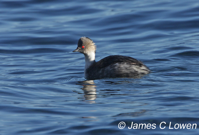 Grebes to tinamous