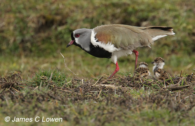 Waders