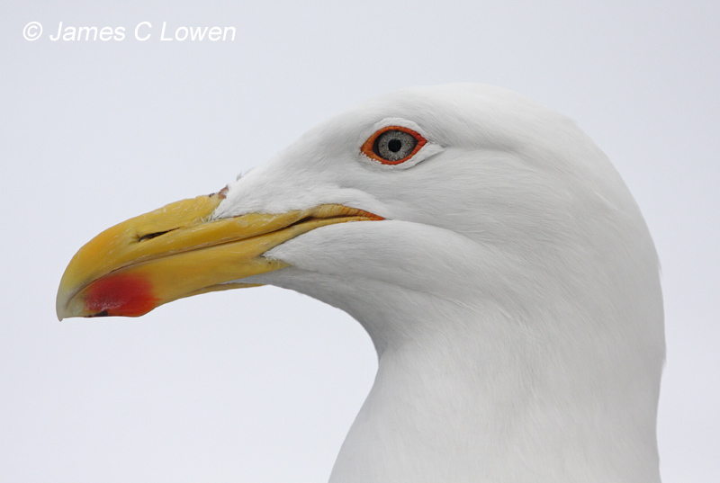 Gulls and terns