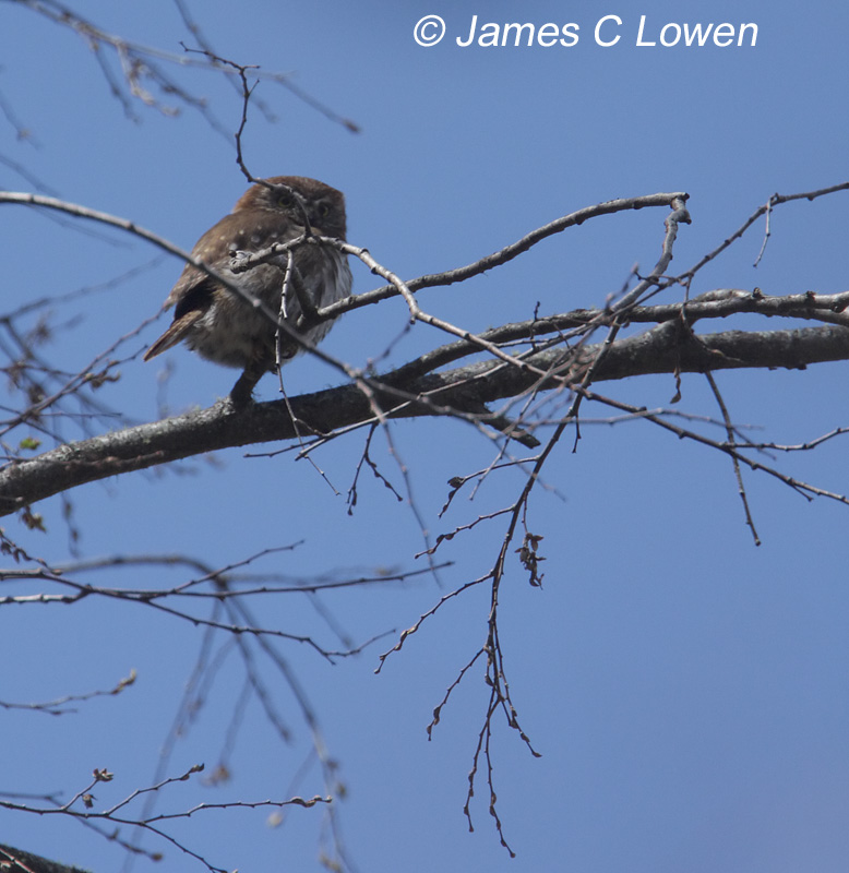 Owls to swifts