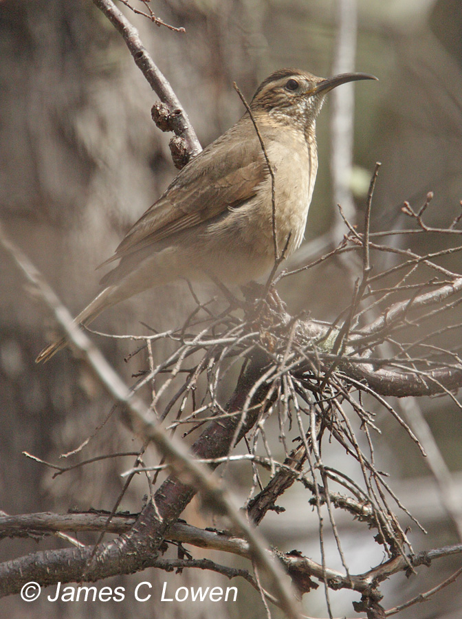 Patagonian Forest Earthcreeper