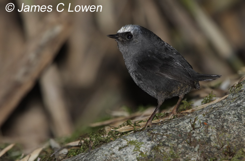 Antbirds & tapaculos