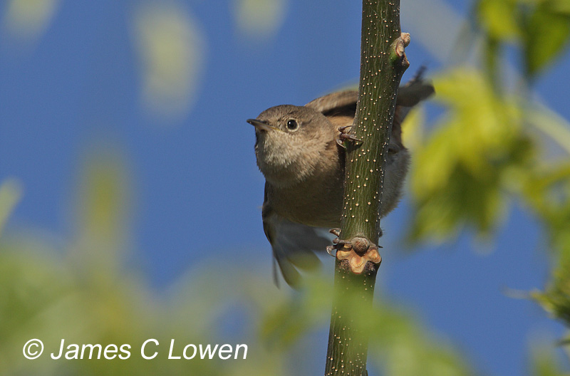 Wrens and dippers