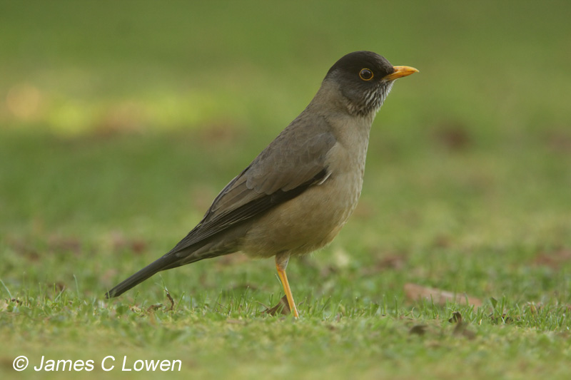 Austral Thrush