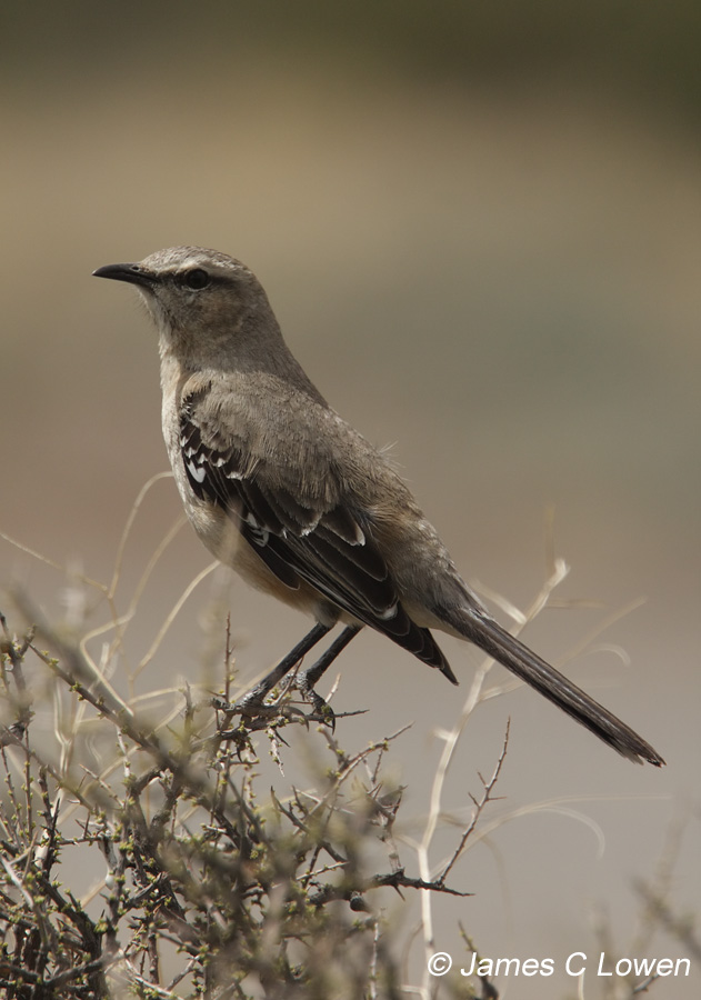 Patagonian Mockingbird