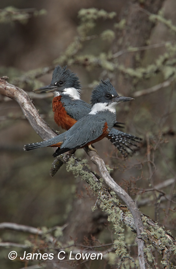 Ringed Kingfisher