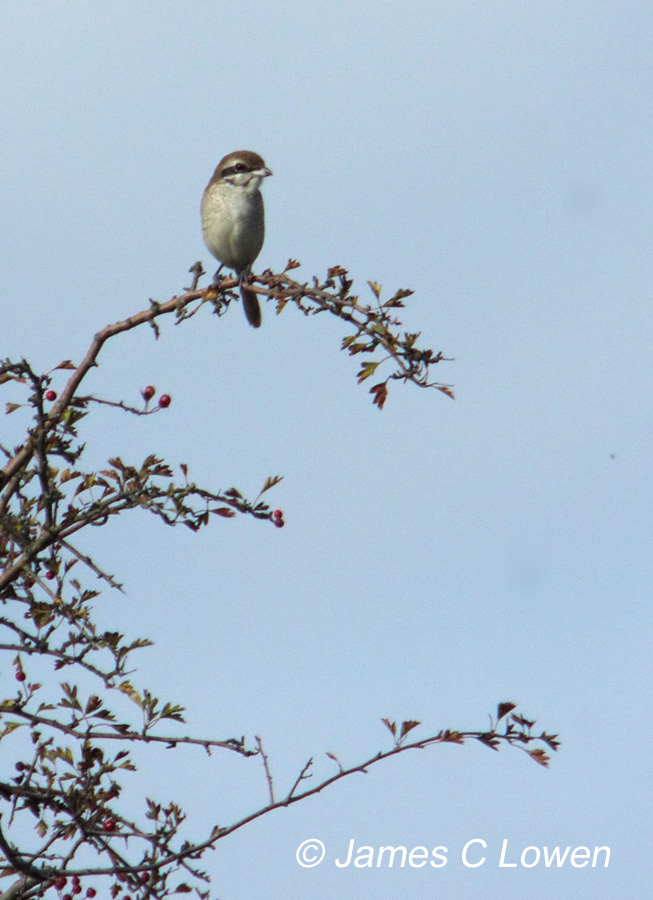 Brown Shrike