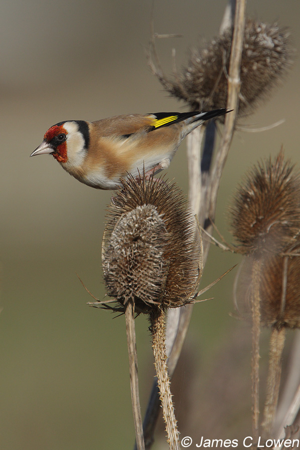 Goldfinch