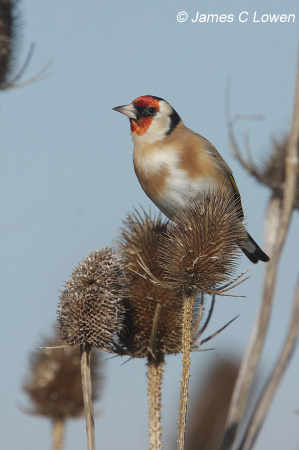 Goldfinch