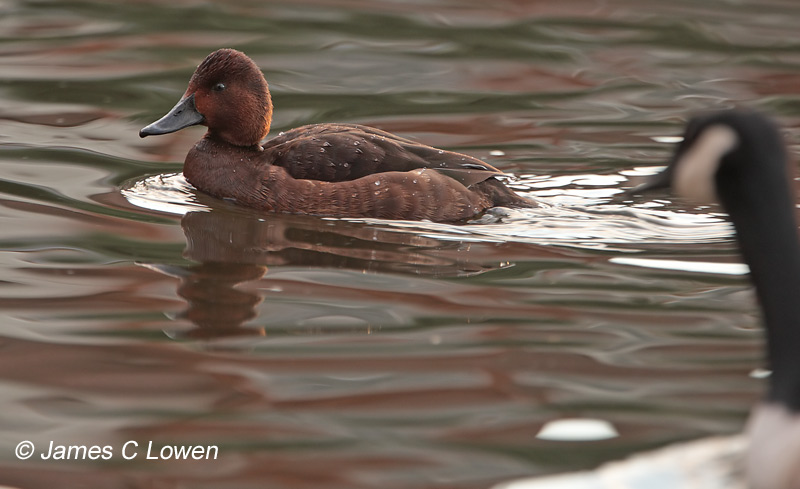 Ferruginous Duck