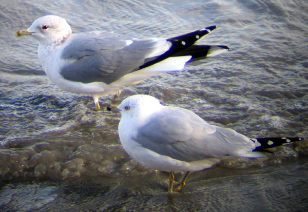 Ring-billed Gull