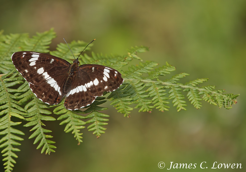 White Admiral