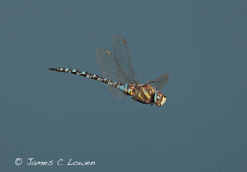 Migrant Hawker